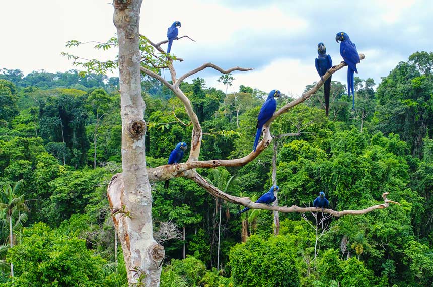 Amazônia 2