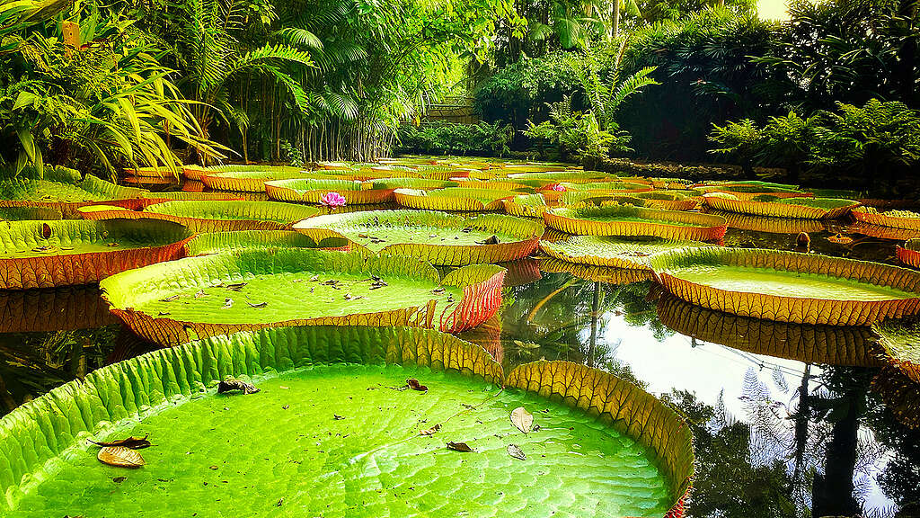 Amazônia 3